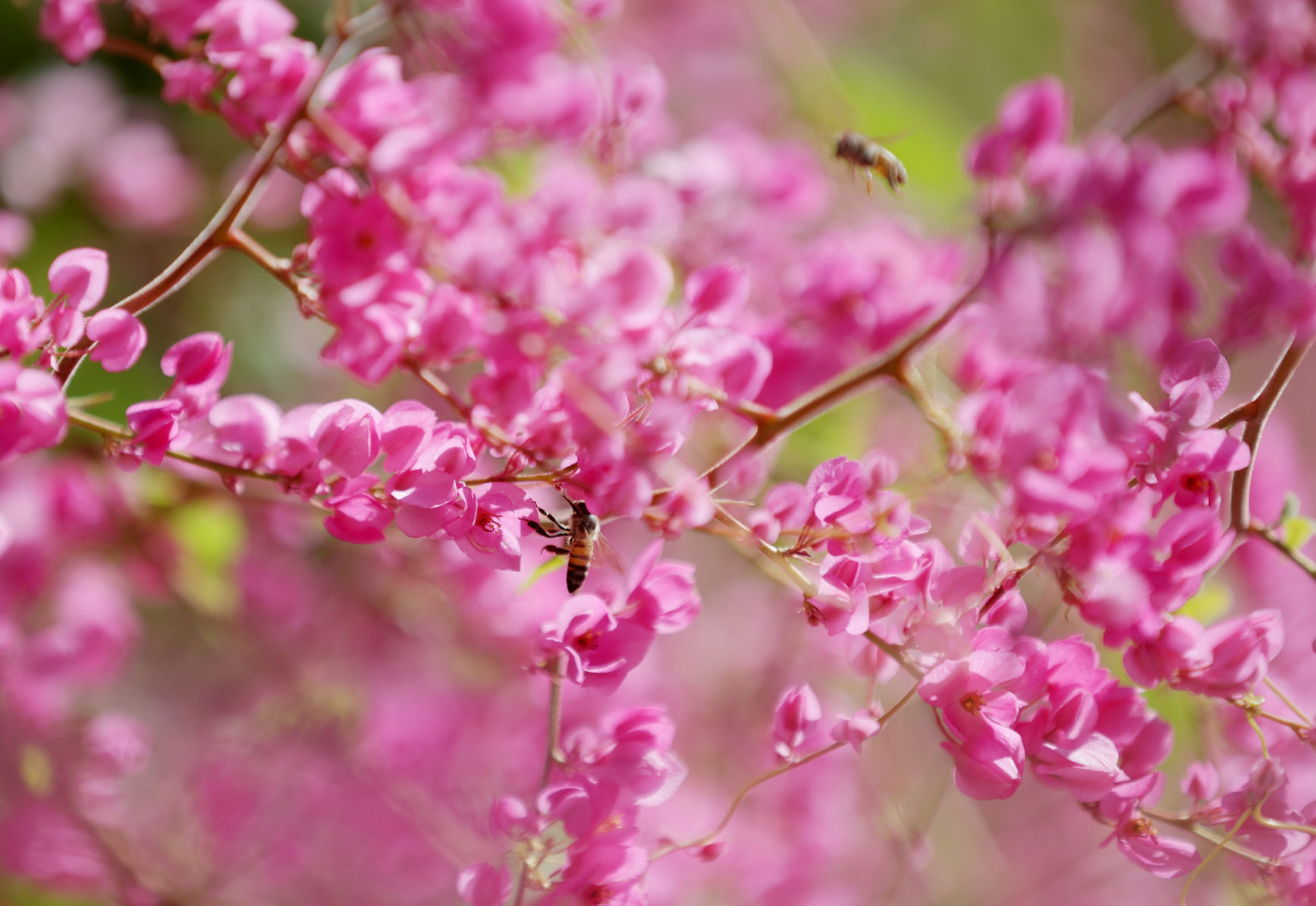Master Gardeners
